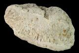 Partial Hadrosaur Phalange - Alberta (Disposition #-) #143289-1